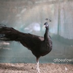 Bronze black shoulder peacock