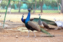 India blue peacock, 2 years old