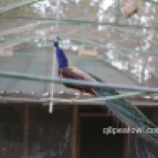 Purple peacock