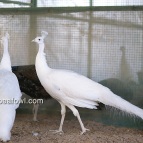 yearling white peacock