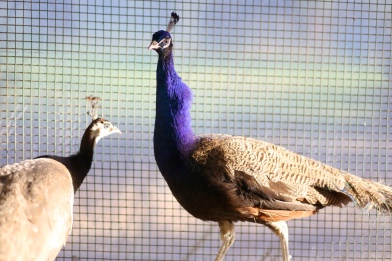 Purple peacock