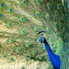India Blue peafowl