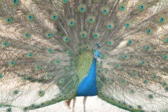 india blue peacock