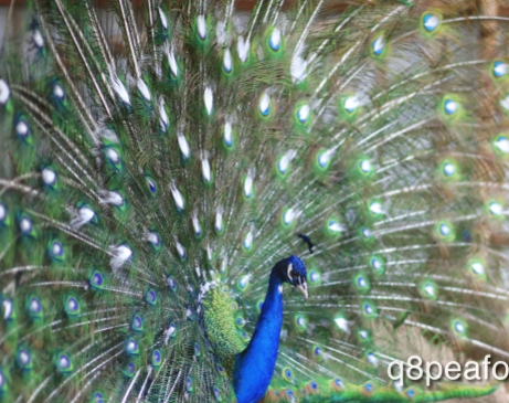 India blue white eye peacock