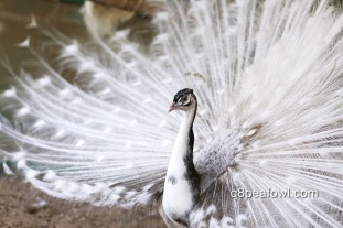 Opal black shoulder silver pied peacock