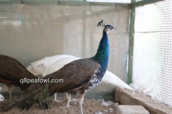 yearling india blue peacock