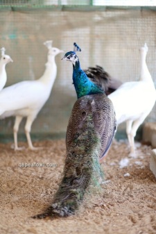 yearling india blue peacock