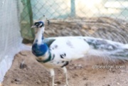 India blue silver pied peacock