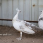 India blue silver pied peahen