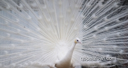 spalding white peacock