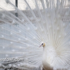 spalding white peacock