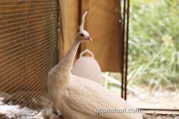 spalding white peahen