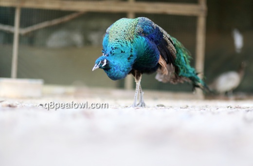 India blue peacock