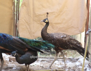 spalding bronze black shoulder peacock 2 year old
