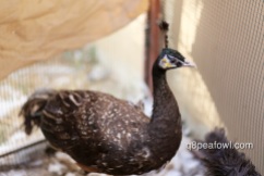spalding bronze black shoulder peacock 2 year old