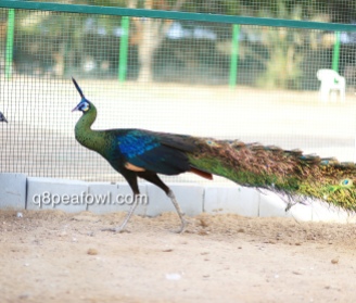 Green peacock