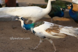 India blue silver pied