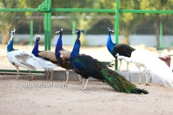 India blue black shoulder peacock