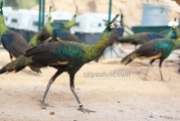 Imperator peafowl 1 year old